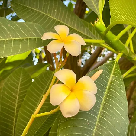 Bed and breakfast Casale Laurus