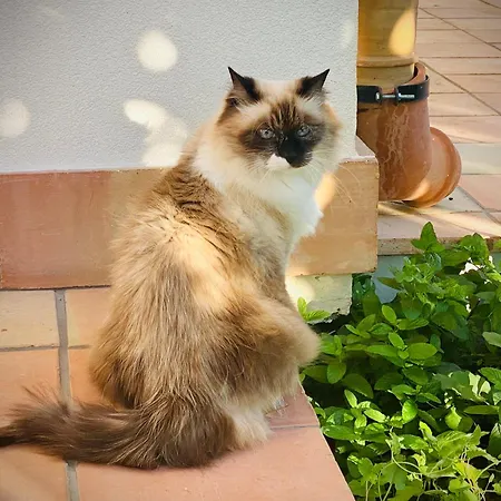 Casale Laurus Bed and Breakfast Locogrande