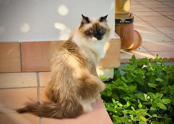 Casale Laurus Oda ve Kahvaltı Locogrande
