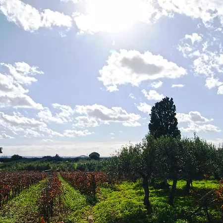 Casale Laurus *